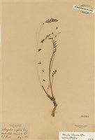 藏品(紫雲英屬)的圖片